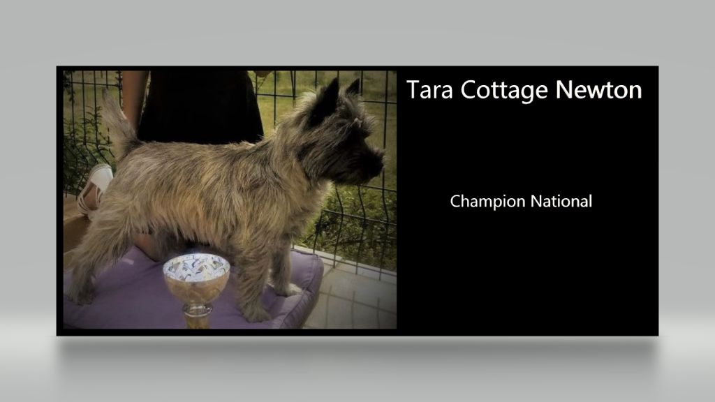Tara cottage - 76ème titre de champion 