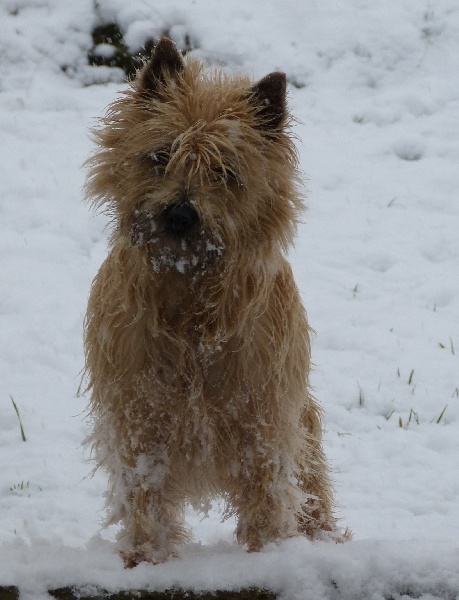 CH. Tara cottage Good girl dite guérande