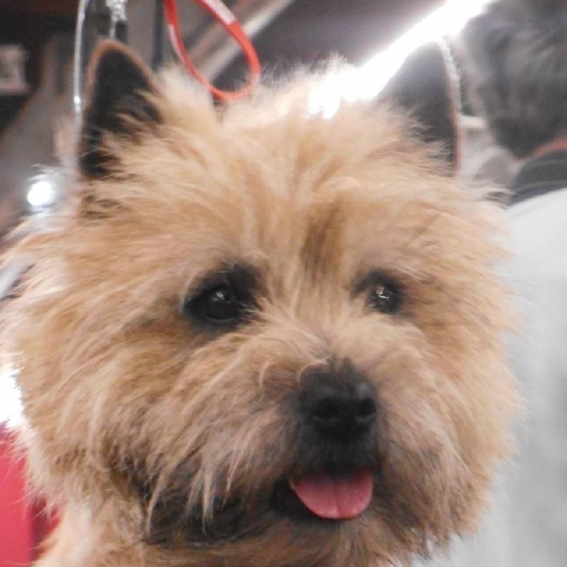 CH. Tara cottage Impérial ilster