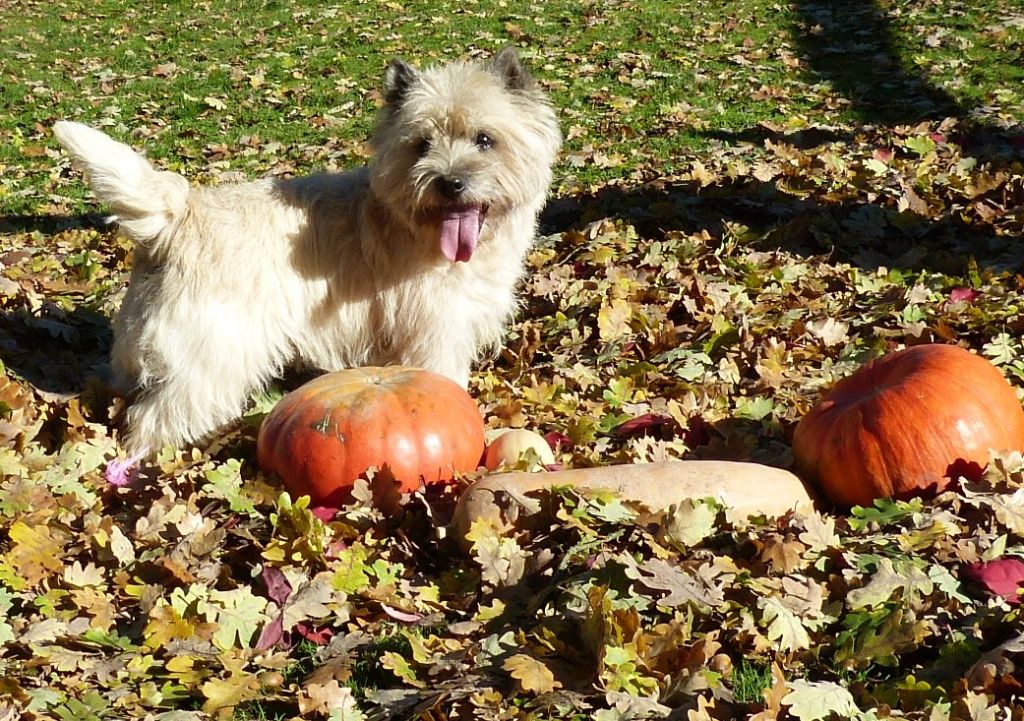 Tara cottage - Halloween sous un soleil peu confiné !