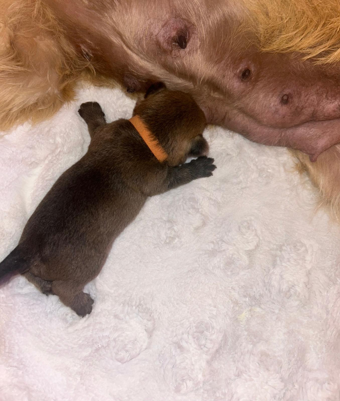 Tara cottage - Chiots disponibles - Cairn Terrier