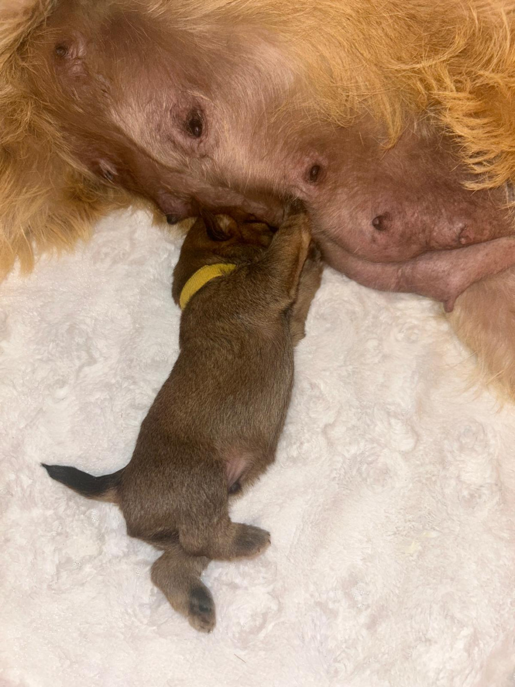Tara cottage - Chiots disponibles - Cairn Terrier