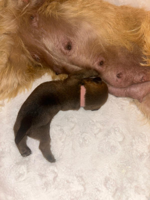 Chiot N°1