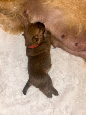 Chiot N°8