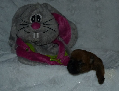 CHIOT