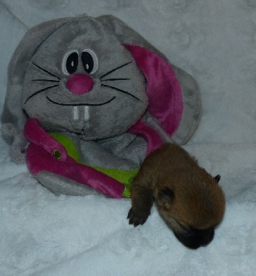 CHIOT