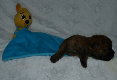 CHIOT