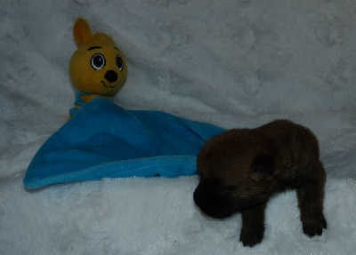 CHIOT